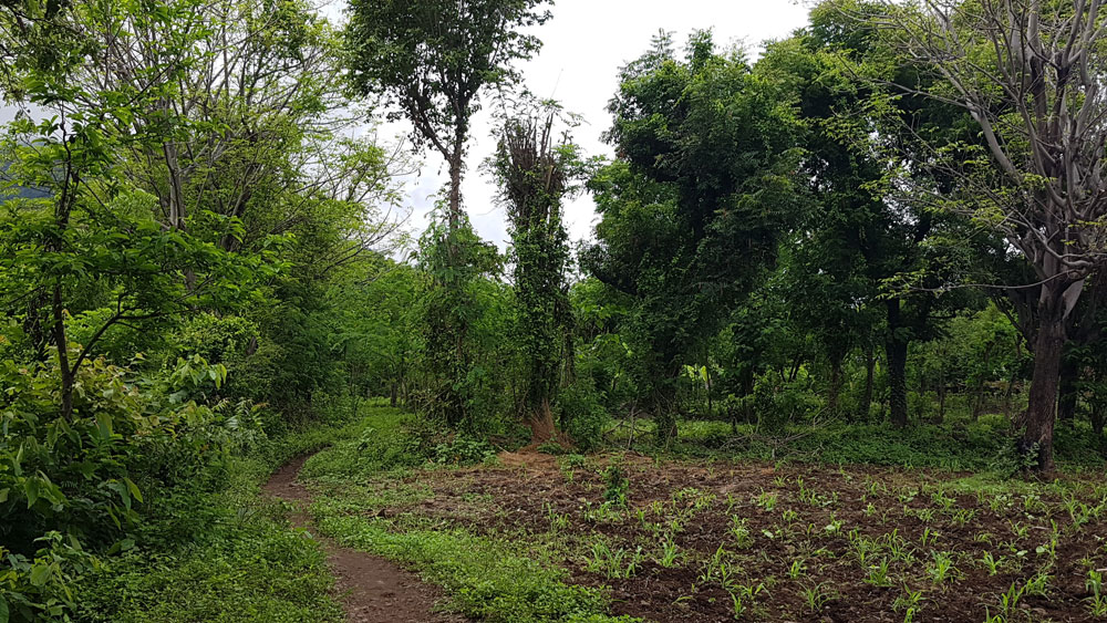 Bali Pemuteran land for sale