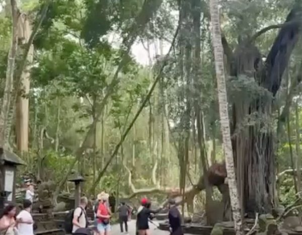 Ubud Monkey Forest Bali